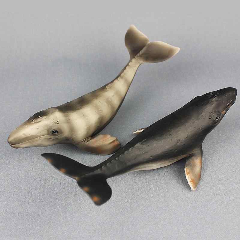 楽天市場】クジラ イルカ フィギュア 立体図鑑 マリンママル