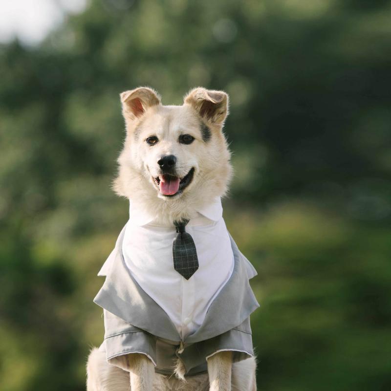 ペット品 ワンちゃん 猫ちゃん ペット スーツ タキシード 犬 ウェディングドレス コーギー 柴犬 フェイク セットアップ ネクタイ ネクタイ 写真 服