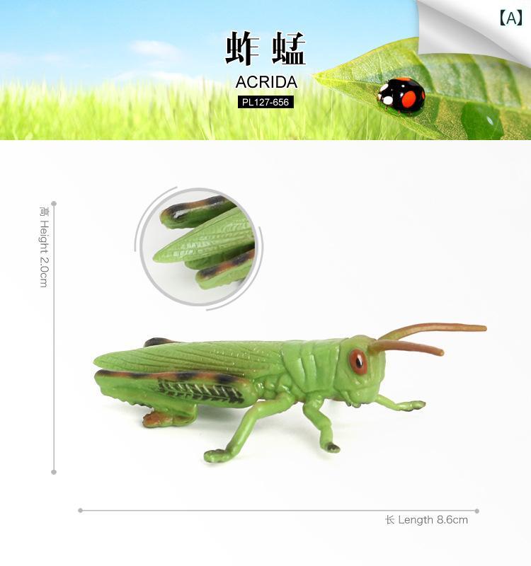 楽天市場】【即日発送 あす楽】collecta （コレクタ）昆虫 バッタ