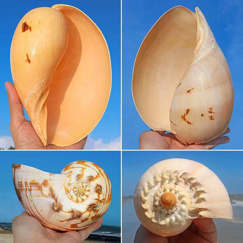 オブジェ 超大型 生まれながら 巻き貝 ヤシガイ 黄味がかった 地中海風 海洋博物館 海洋博物館 レイアウト かざり付ける 多肉植物 鉢 ポット 飾りつけ 飾りつけ