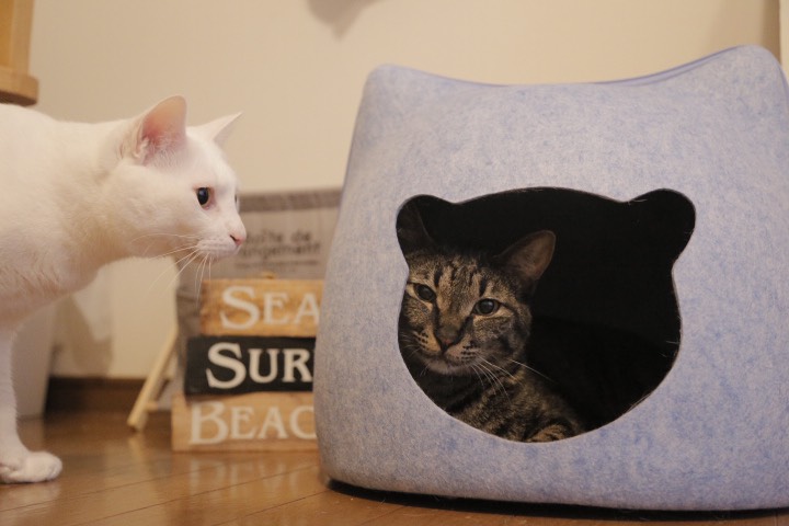 猫ベッド あす楽 にゃんこハウス 猫ハウス 世界的に キャットハウス ベッド ドーム型キャットハウス ドーム型 キャットベット 猫耳型