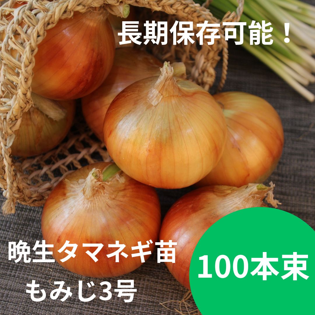 楽天市場】玉ねぎ苗 【予約】 【 晩生 もみじ3号 （アサヒ3号） 】 約