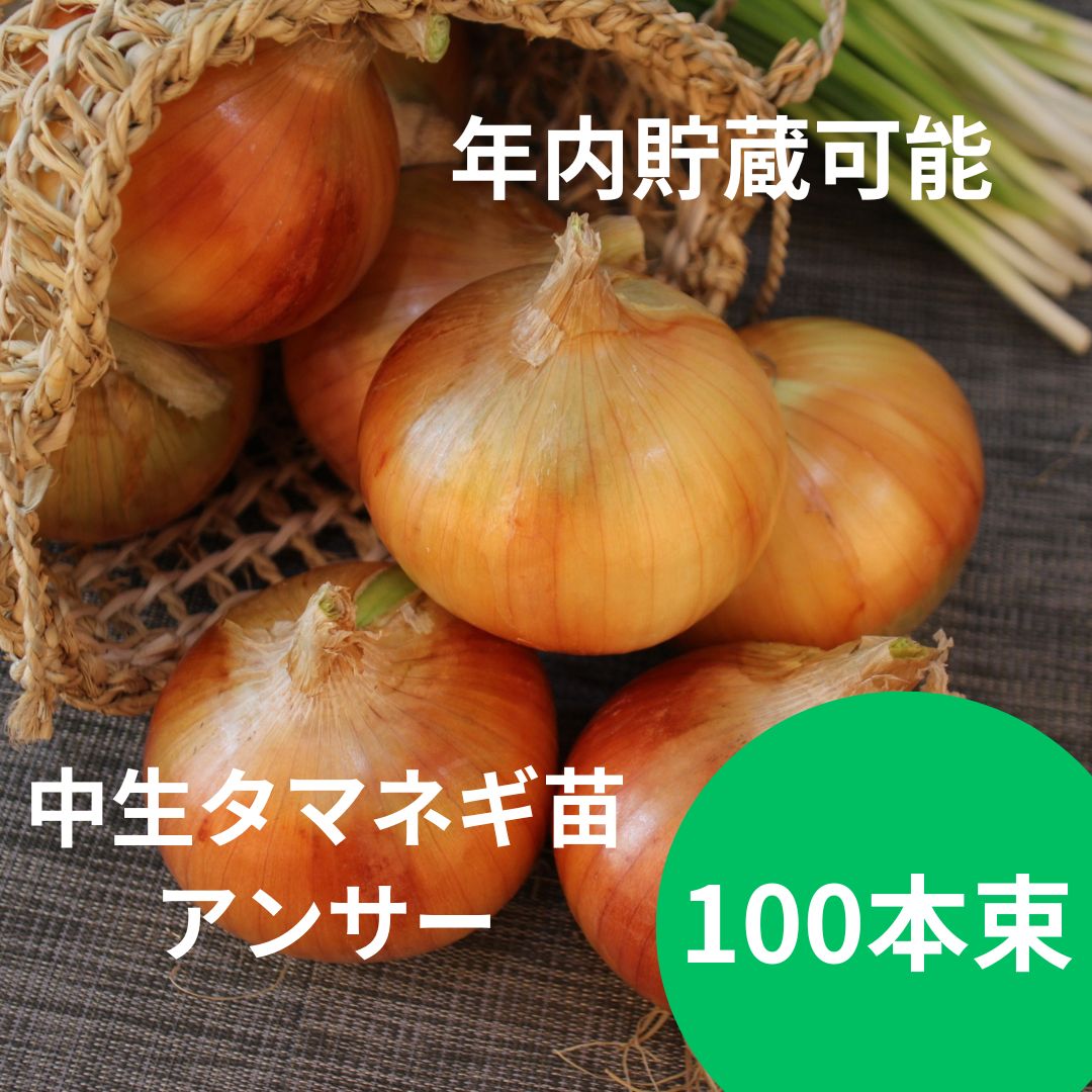 楽天市場】玉ねぎ苗 【予約】 【 中晩生 甘玉(七宝甘70） 】 約500本