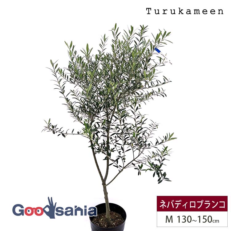 オリーブの木　ネバディロブランコ　約150cm　NO.1885　大型　現品掲載 楽天市場】鉢植え【オリーブ】 ネバディロブランコ 自然樹形