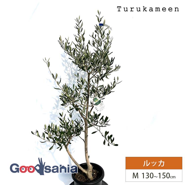 楽天市場】鉢植え【オリーブ】ルッカ 自然樹形 全高H≒230 × 枝張W