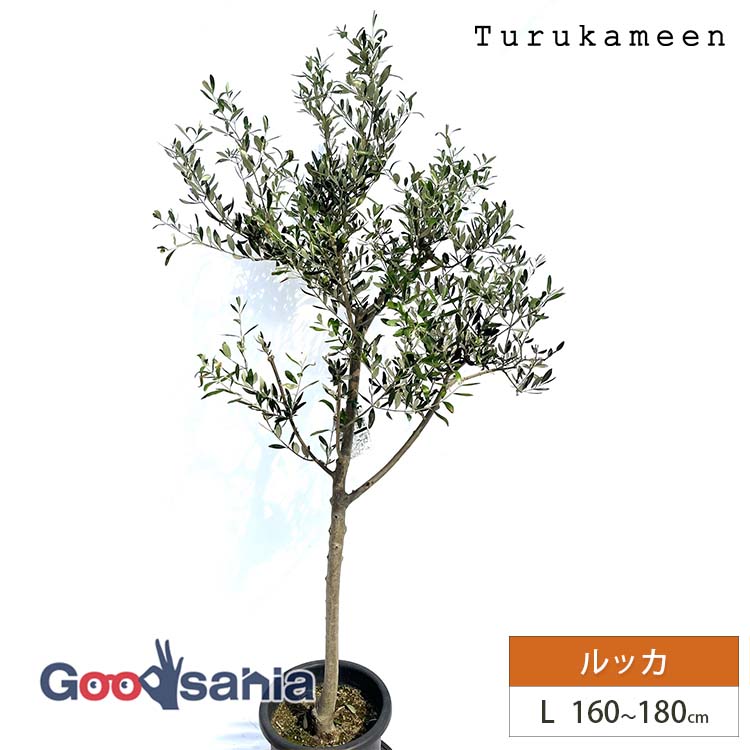 楽天市場】鉢植え【オリーブ】ルッカ 自然樹形 全高H≒230 × 枝