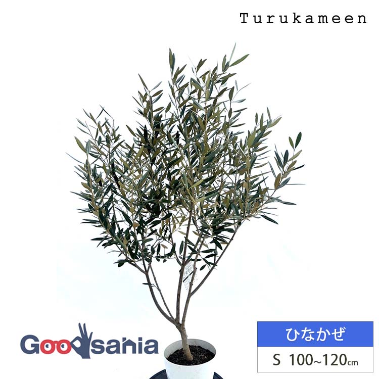 鶴亀園 オリーブの木 ひなかぜ Small (約100~120cm) ( オリーブ Sサイズ スモール 7号 観葉植物 鉢植え 苗木 庭木 植木 シンボルツリー ガーデニング 目隠し ギフト お祝い 常緑樹 )