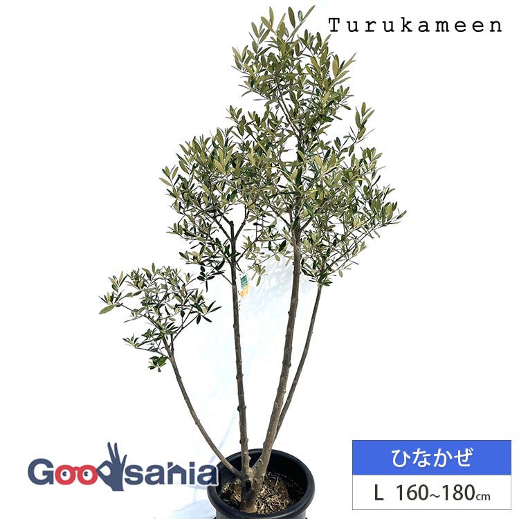 鶴亀園 オリーブの木 ひなかぜ Large (約160~180cm) ( オリーブ Lサイズ ラージ 10号 観葉植物 鉢植え 苗木 庭木 植木 シンボルツリー ガーデニング 目隠し ギフト お祝い 常緑樹 )|Goodsania