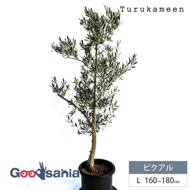 鶴亀園 オリーブの木 ピクアル Large (約160~180cm) ( オリーブ Lサイズ ラージ 10号 観葉植物 鉢植え 苗木 庭木 植木 シンボルツリー ガーデニング 目隠し ギフト お祝い 常緑樹 )