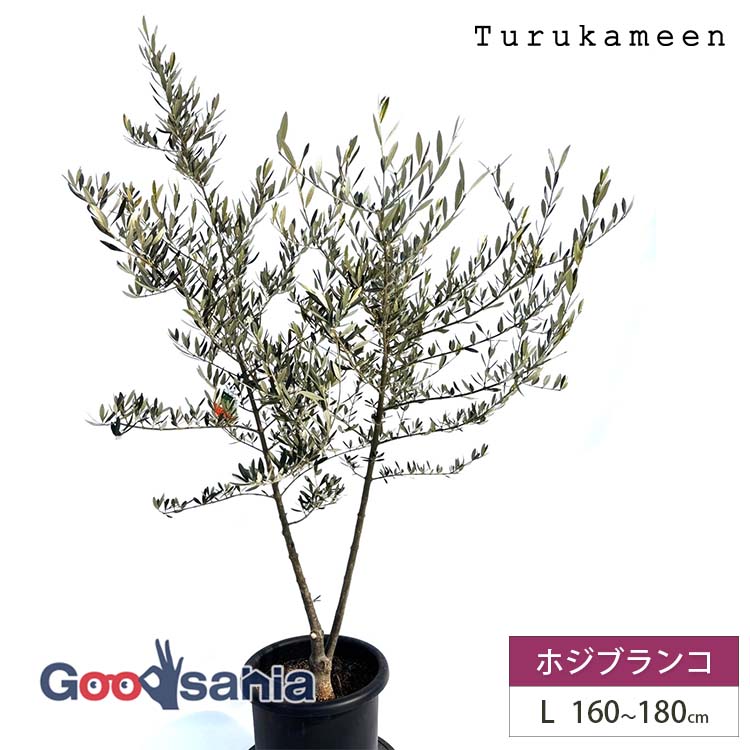 鶴亀園 オリーブの木 ホジブランコ Large (約160~180cm) ( オリーブ Lサイズ ラージ 10号 観葉植物 鉢植え 苗木 庭木 植木 シンボルツリー ガーデニング 目隠し ギフト お祝い 常緑樹 )|Goodsania