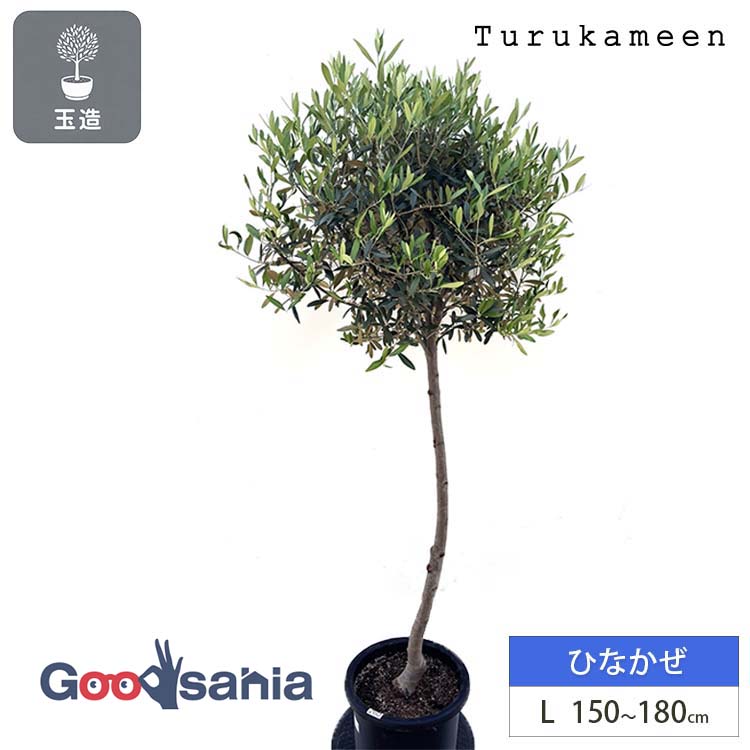 鶴亀園 オリーブの木 ひなかぜ 玉造り･スタンド仕立て Lサイズ 約150～180cm ( オリーブ 観賞用オリーブ L 観葉植物 鉢植え 仕立て木 苗木 庭木 屋外 屋内 植木 木 シンボルツリー インテリアグリーン )