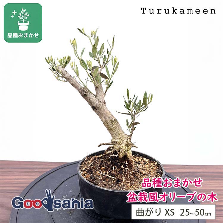 鶴亀園 盆栽風 オリーブの木 【品種おまかせ】 XS 約25～50cm 曲がり ( 盆栽風オリーブ オリーブ 観葉植物 盆栽仕立て コンパクト 小型 植物 鉢植え インテリア おしゃれ かわいい 和モダン )