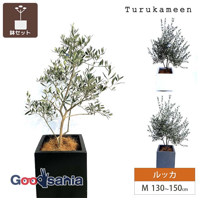 鶴亀園 【オリーブの木/鉢カバーセット】 ルッカ Medium / ベータキューブプランター M 全3色 ( オリーブ Mサイズ ミディアム プランターセット 鉢カバーセット 観葉植物 鉢植え シンボルツリー )