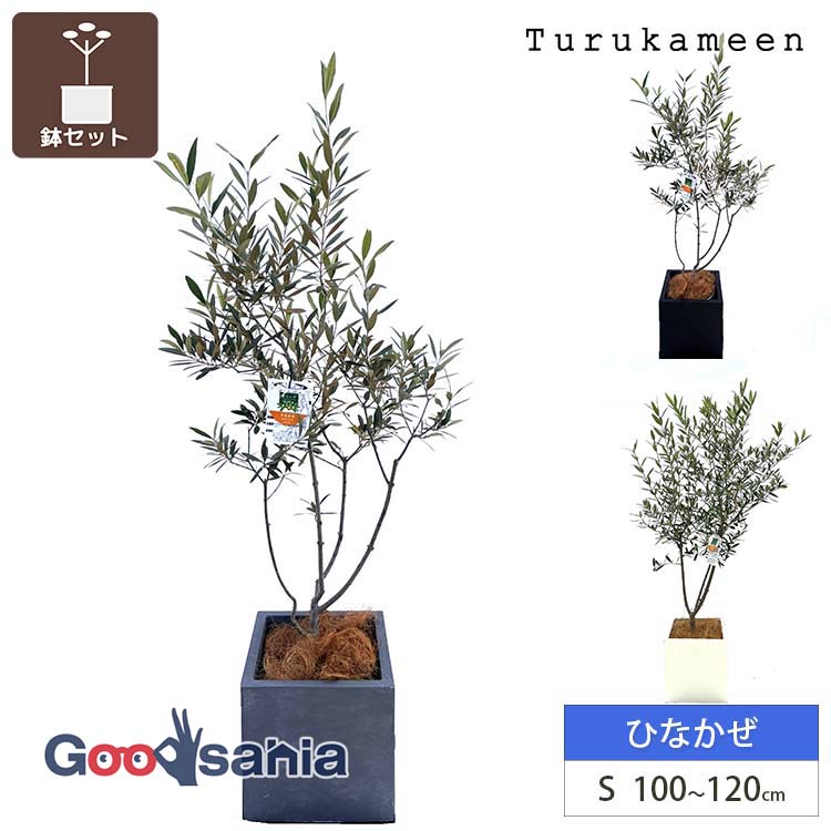 鶴亀園 【オリーブの木/鉢カバーセット】 ひなかぜ Small / ベータキューブプランター S 全3色 ( オリーブ Sサイズ スモール プランターセット 鉢カバーセット 観葉植物 鉢植え シンボルツリー ) 11,826円