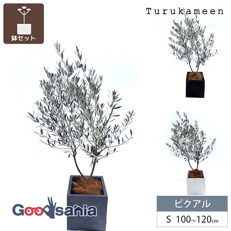 鶴亀園 【オリーブの木/鉢カバーセット】 ピクアル Small / ベータキューブプランター S 全3色 ( オリーブ Sサイズ スモール プランターセット 鉢カバーセット 観葉植物 鉢植え シンボルツリー )