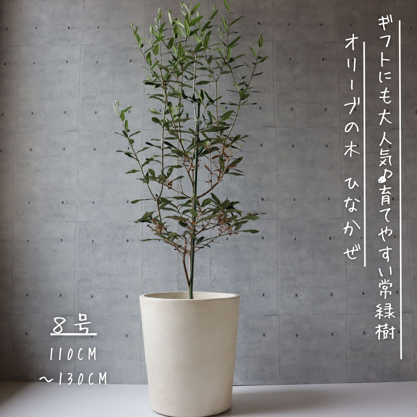 楽天市場】フィカス ベンガレンシス 曲がり S字 仕立て ゴムの木