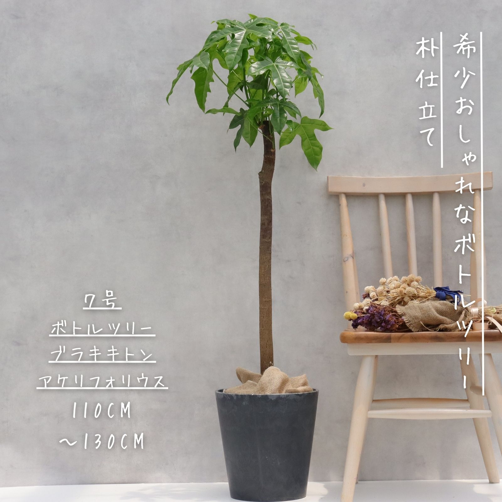 希少品種❗️ フィカス　エベレスト　ゴムの木 曲がり 観葉植物　プレゼント 現品 フィカス ゴムの木 エベレスト 39番 曲がり フィカス