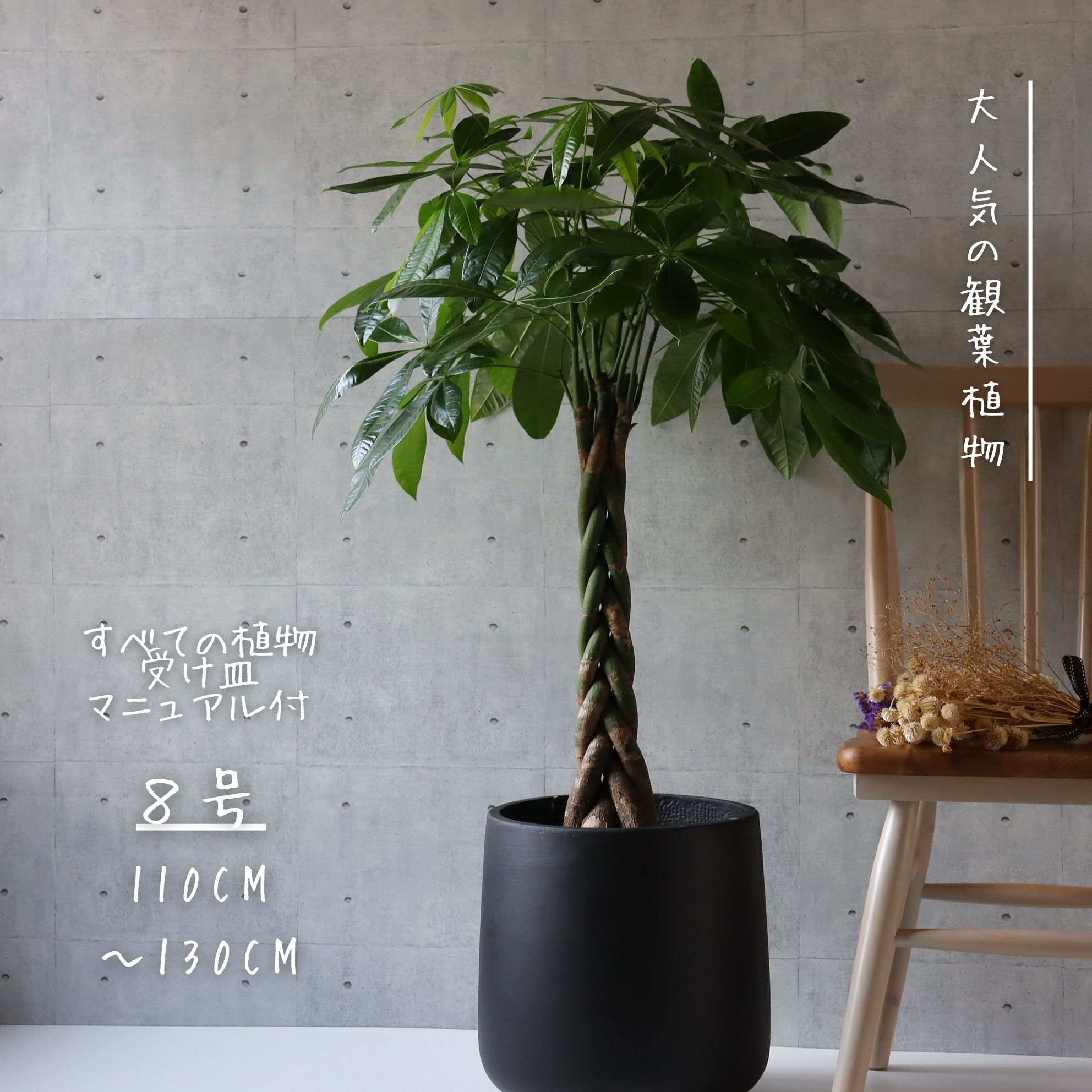 希少 プロテア オーストラリスパッション 挿し木 苗 鉢植え オージー