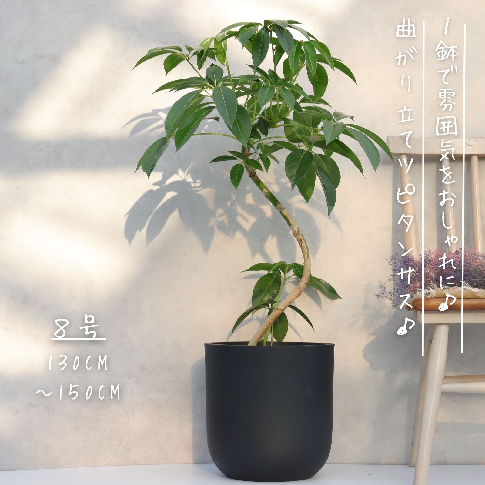 楽天市場】【ツピタンサス 7号鉢 高さ：鉢底より70〜90cm程（受皿