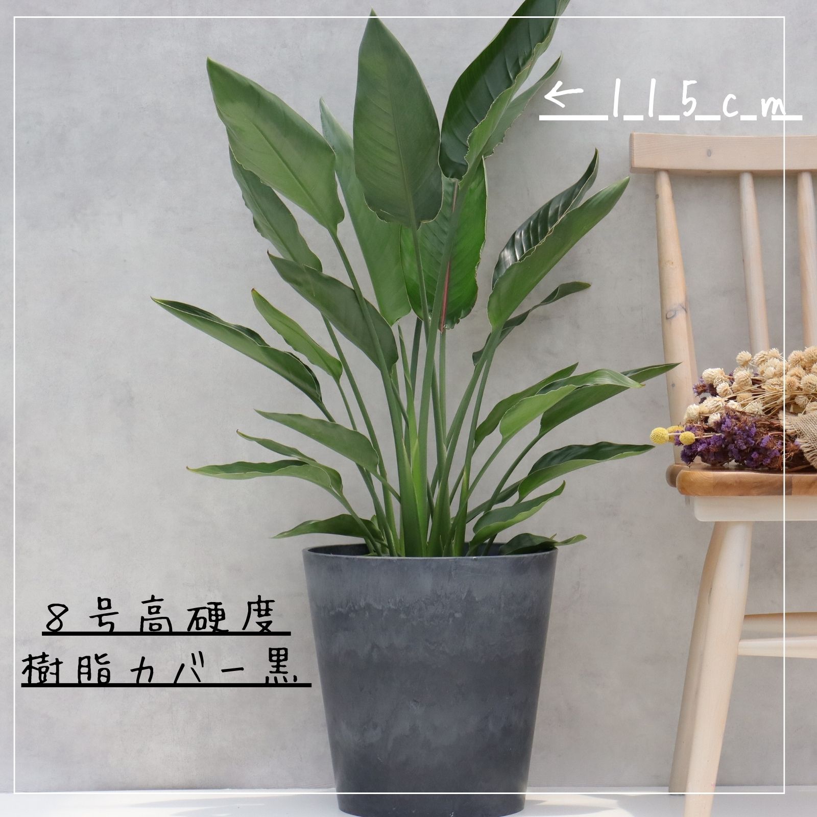 オーガスタ 観葉植物 ストレリチア オーガスタ 8号 7号 観葉植物