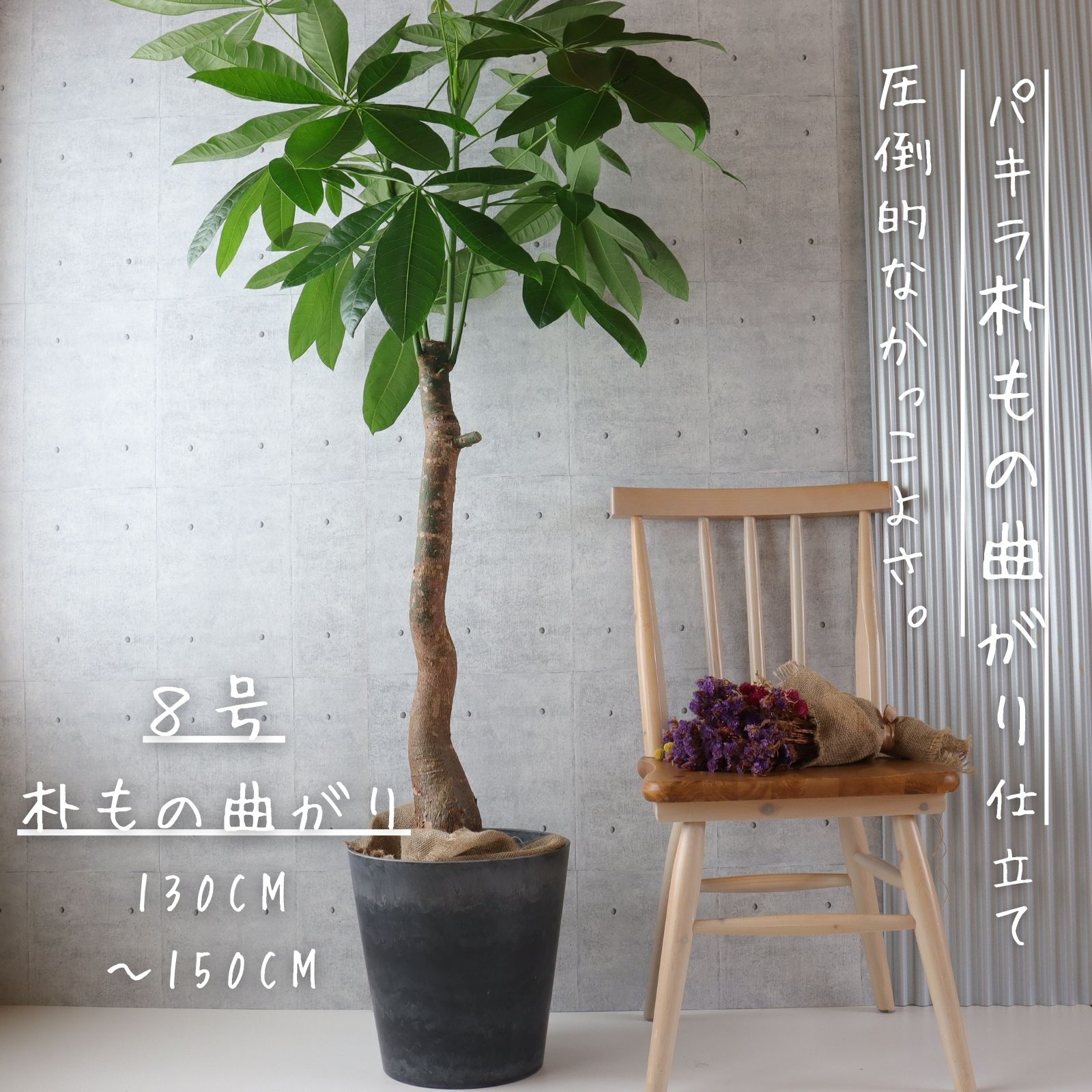 楽天市場】フィカス ウンベラータ 曲がり S字 仕立て ゴムの木