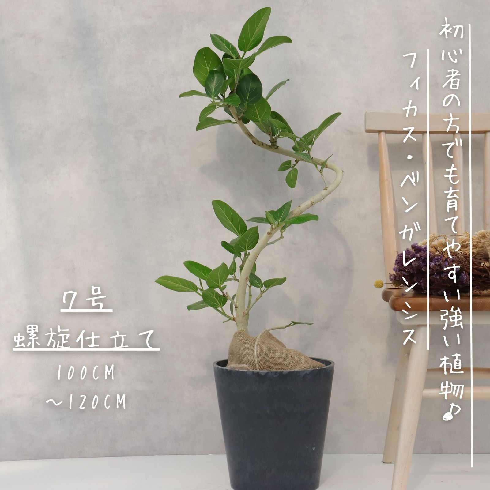 楽天市場】観葉植物 曲がり仕立て フィカス ベンガレンシス