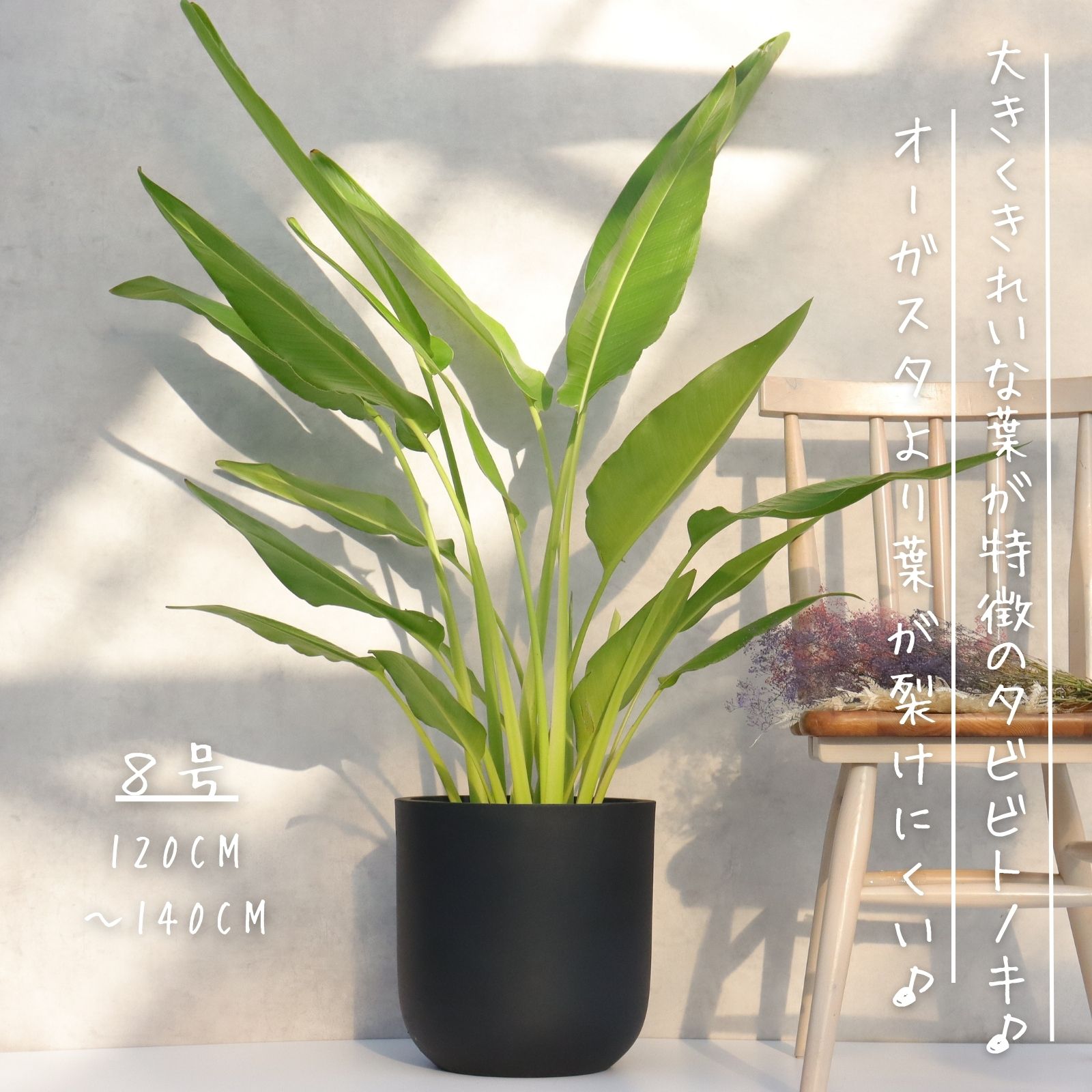 楽天市場】観葉植物：タビビトノキ*8号プラポット旅人の木 オオギ