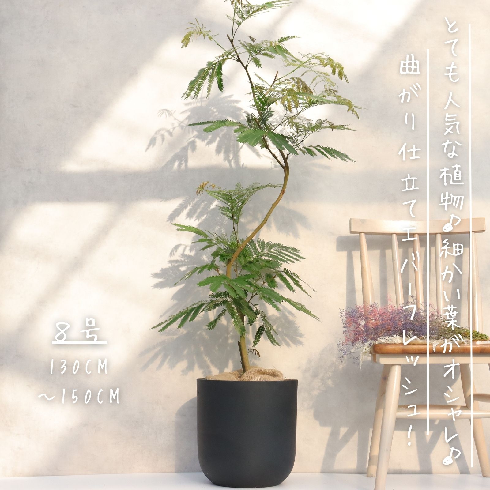 エバーフレッシュ 8号 150cm S-shaped halrc0097092668.jpg