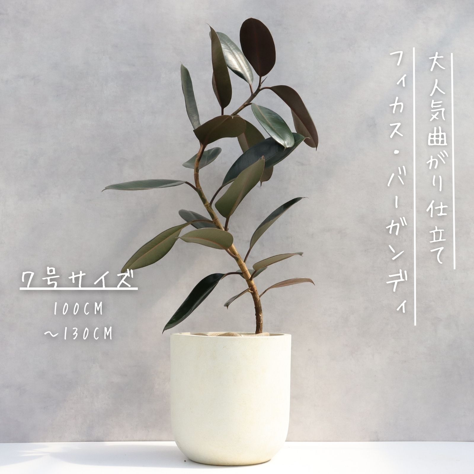 バラ苗【6号新苗】カラーオブジュピター 国産苗 6号鉢植え品［契約品種