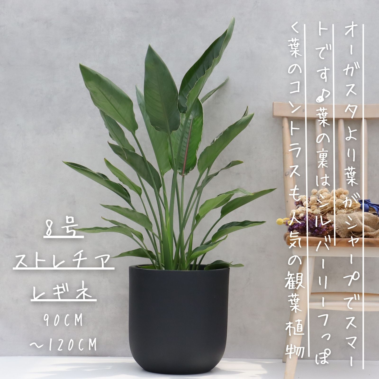 ストレリチア オーガスタ 8号 オーガスタ 観葉植物 ストレリチア オーガスタ 8号 7号 観葉植物
