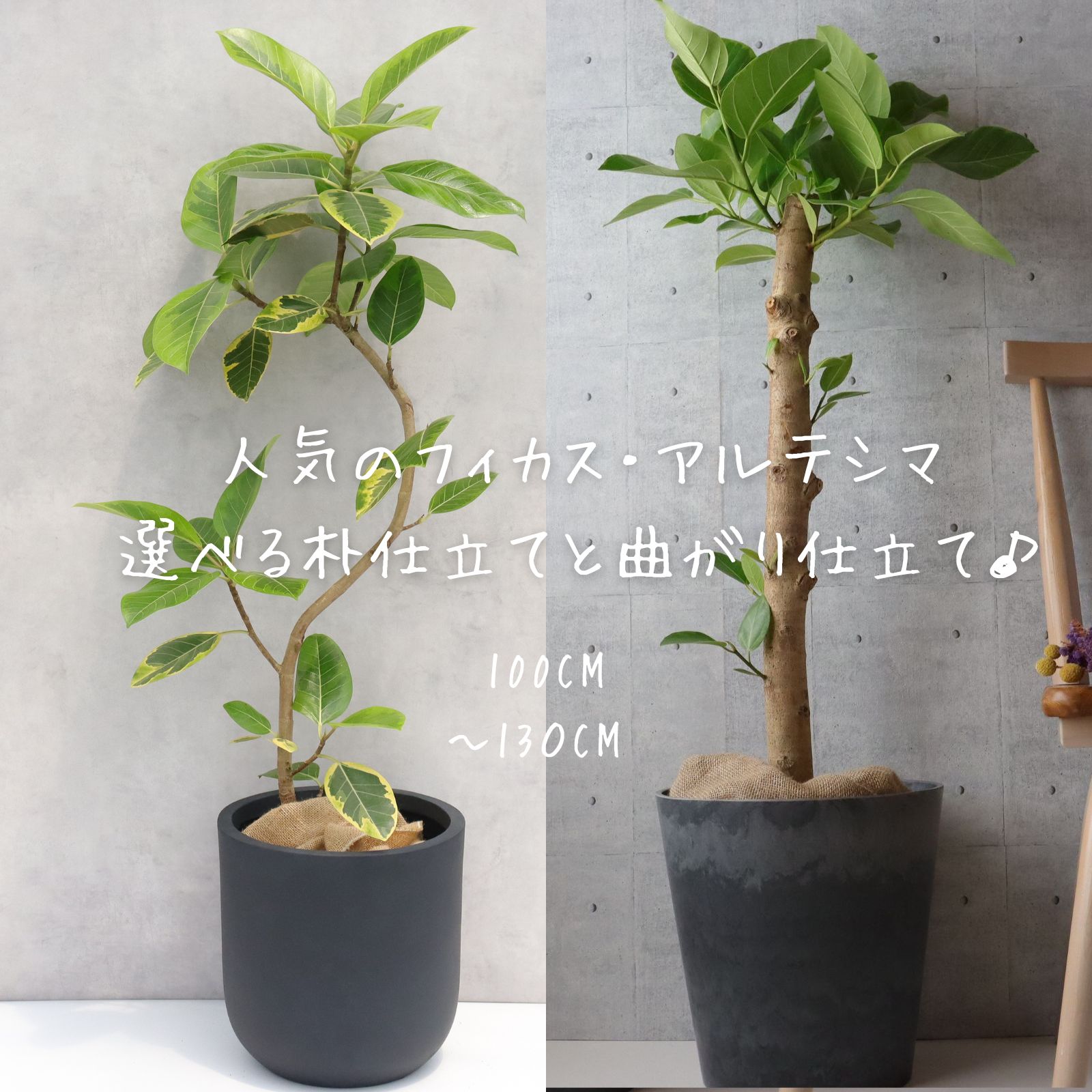 フィカス アルテシマ 曲がり ８号 朴もの 仕立てもの８号 アルテシーマ 観葉草木 祝賀会 差し上げ物 開店祝賀会 ラッピング 無料 観葉草木 差し上げ物 ねじりパキラ 観葉草木 お中元 お歳暮 熱帯草木 大型 フィカス アルテシーマ 選べる 曲がりと朴仕立てもの