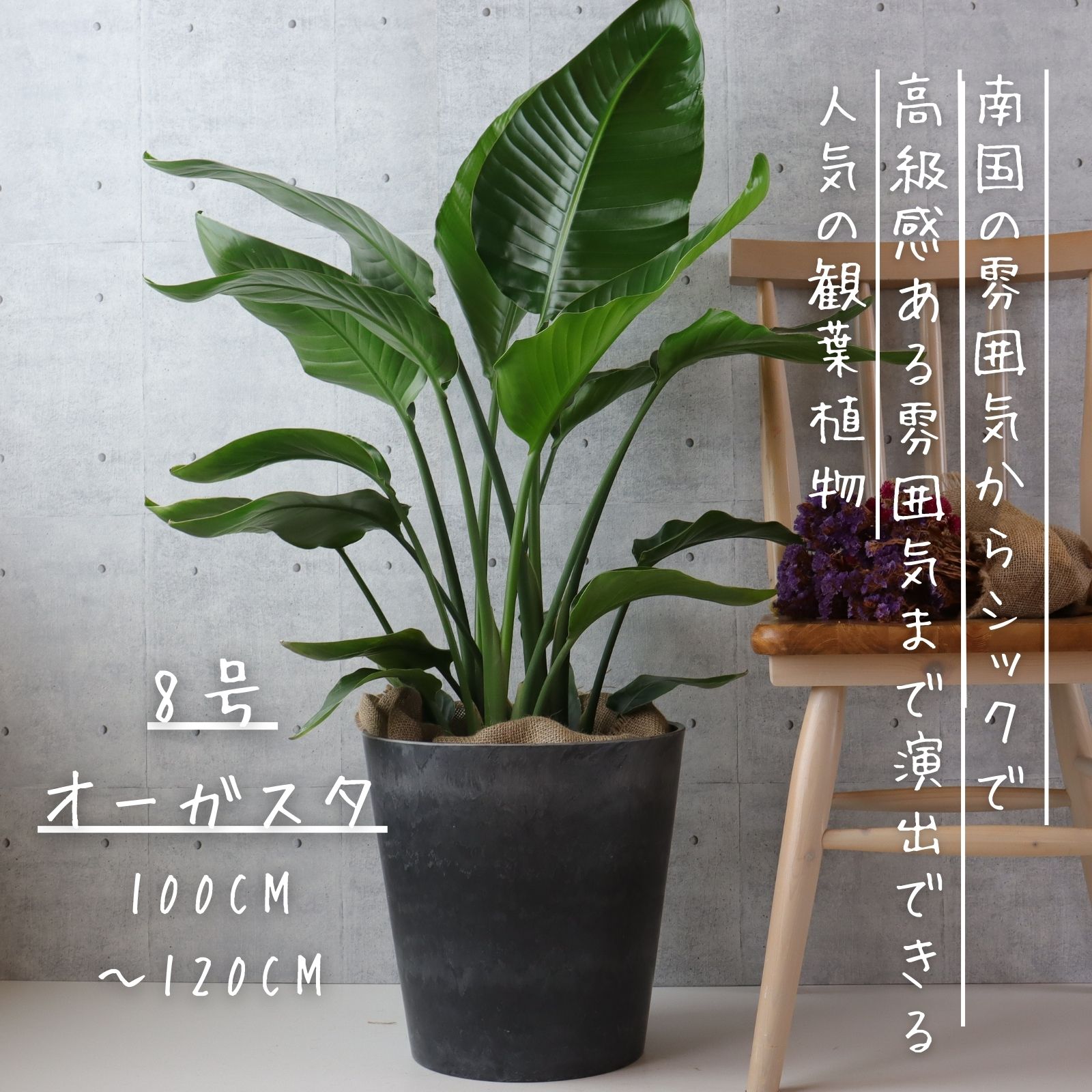オーガスタ 観葉植物 ストレリチア オーガスタ ８号 7号 観葉植物 オーガスタ ストレリチア レギネ ８号 ストレリチアレギネ 綺麗 お祝い ギフト 開店祝い 観葉植物ラッピング 無料 観葉植物 プレゼント お中元 お歳暮 熱帯植物 大型 室内