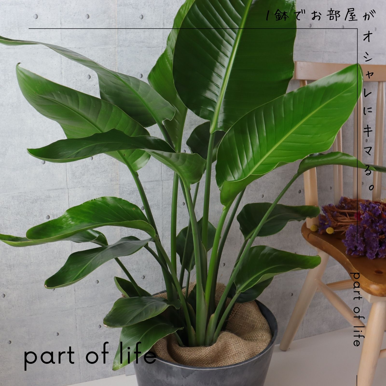 ストレリチア オーガスタ 1 ストレリチア・オーガスタ XL | 観葉植物の通販 AND PLANTS