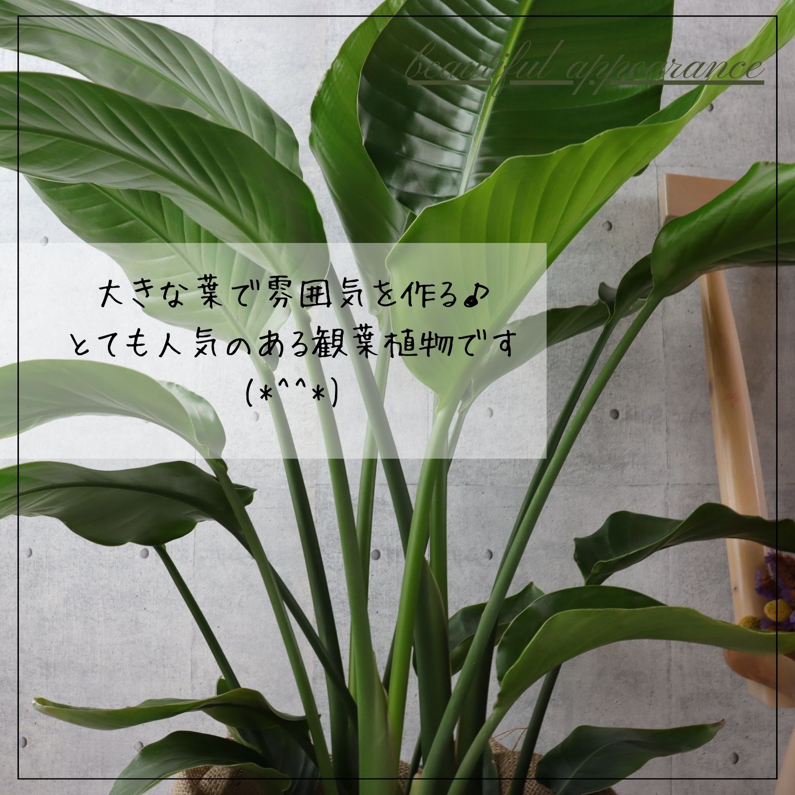 オーガスタ 観葉植物 ストレリチア オーガスタ 8号 7号 観葉植物