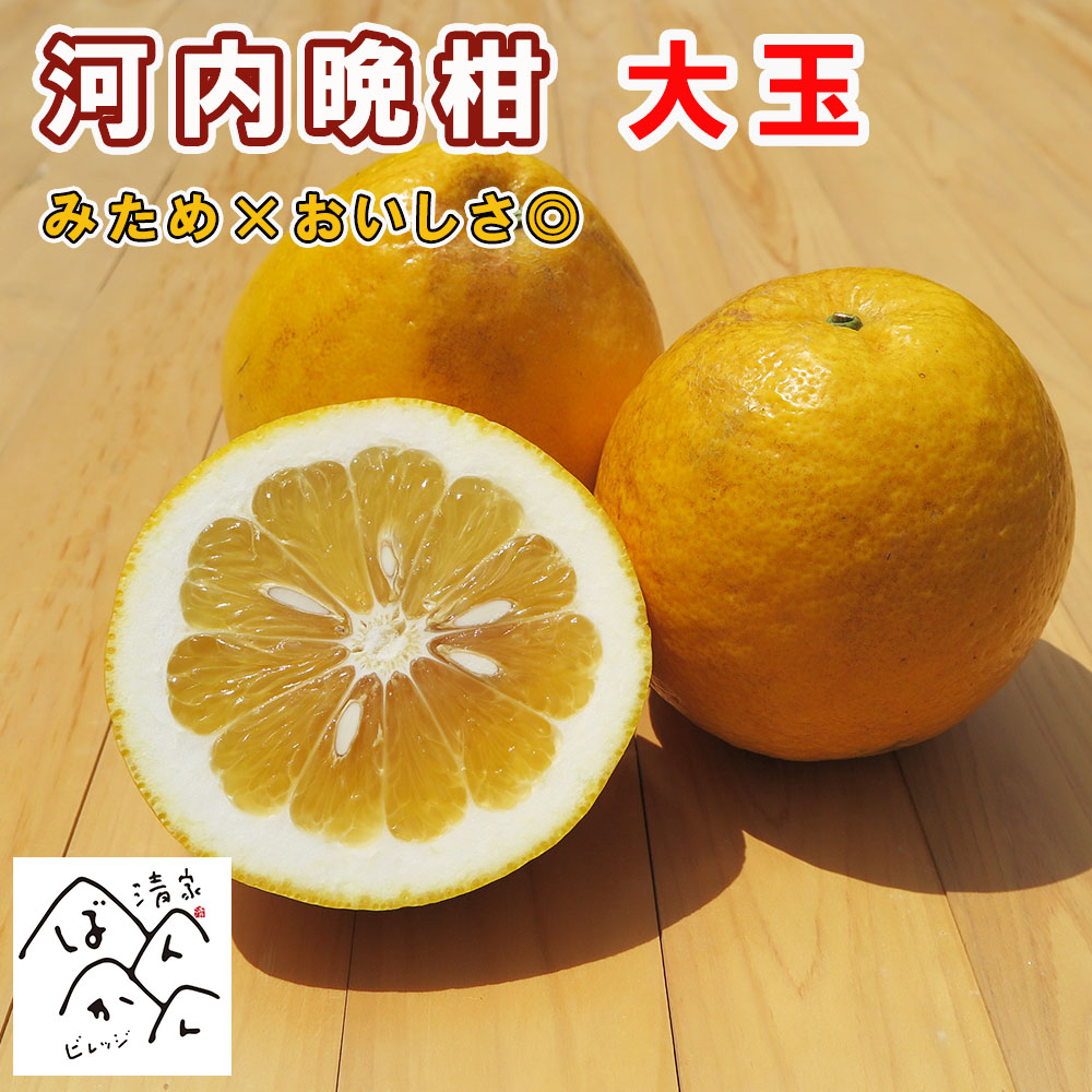 楽天市場】10kgで4,480円 小玉 河内晩柑・夏文旦送料無料10kg TV