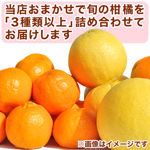 楽天市場 旬の柑橘詰め合わせ10kg 訳あり みため おいしさ 愛媛県産 産地直送 甘い 熟 フルーツ 果物 お買得 柑橘福袋 3種類以上の柑橘 入り 送料無料 北海道 沖縄は除く 清家ばんかんビレッジ