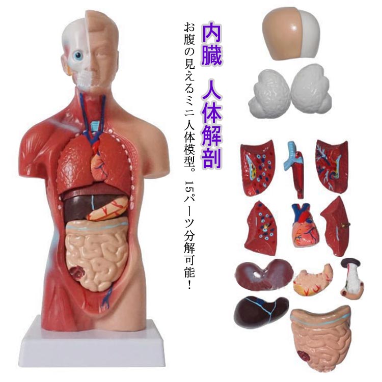 標本 内臓 トルソー 人体模型 骨格標本 模型 昆虫標本 人体模型キーホルダー 内 全身標本 28cm 人体モデル 内臓人体模型 胴体解剖モデル 人体標本 人体解剖 人体 15パーツ