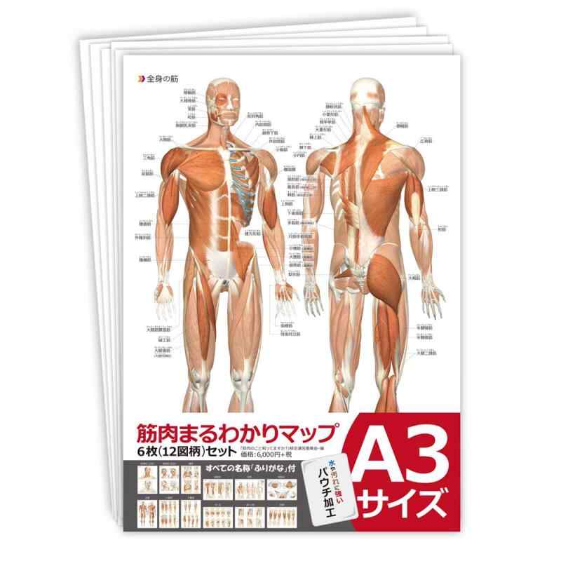 筋肉まるわかりマップ(両面イラスト6枚セット) 6,845円