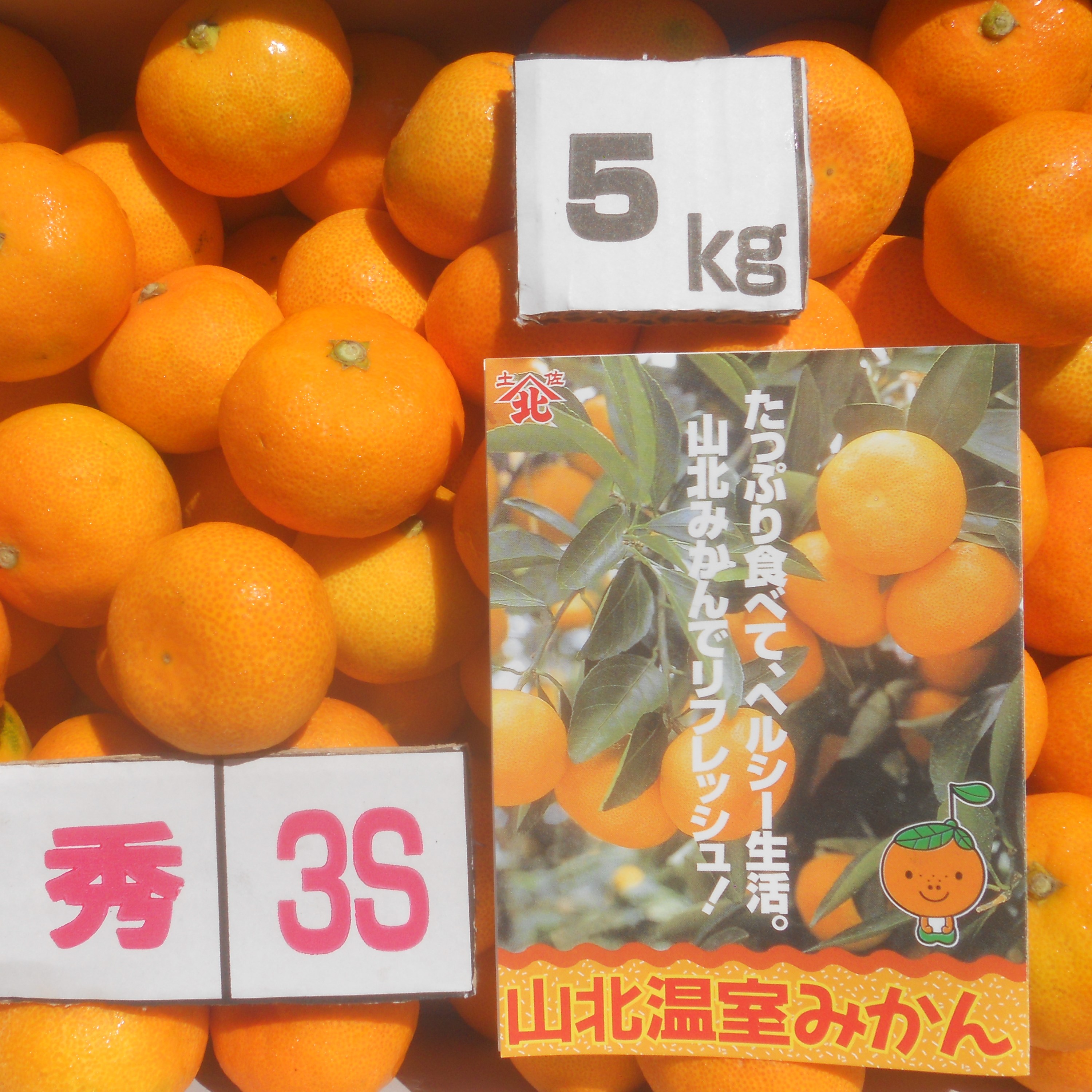【送料無料】高知産　ハウス山北みかん　３Sサイズ　約５Kg　秀品☆　ただし北海道沖縄は、送料１０００円（１００サイズまで）のご負担お願いたします。