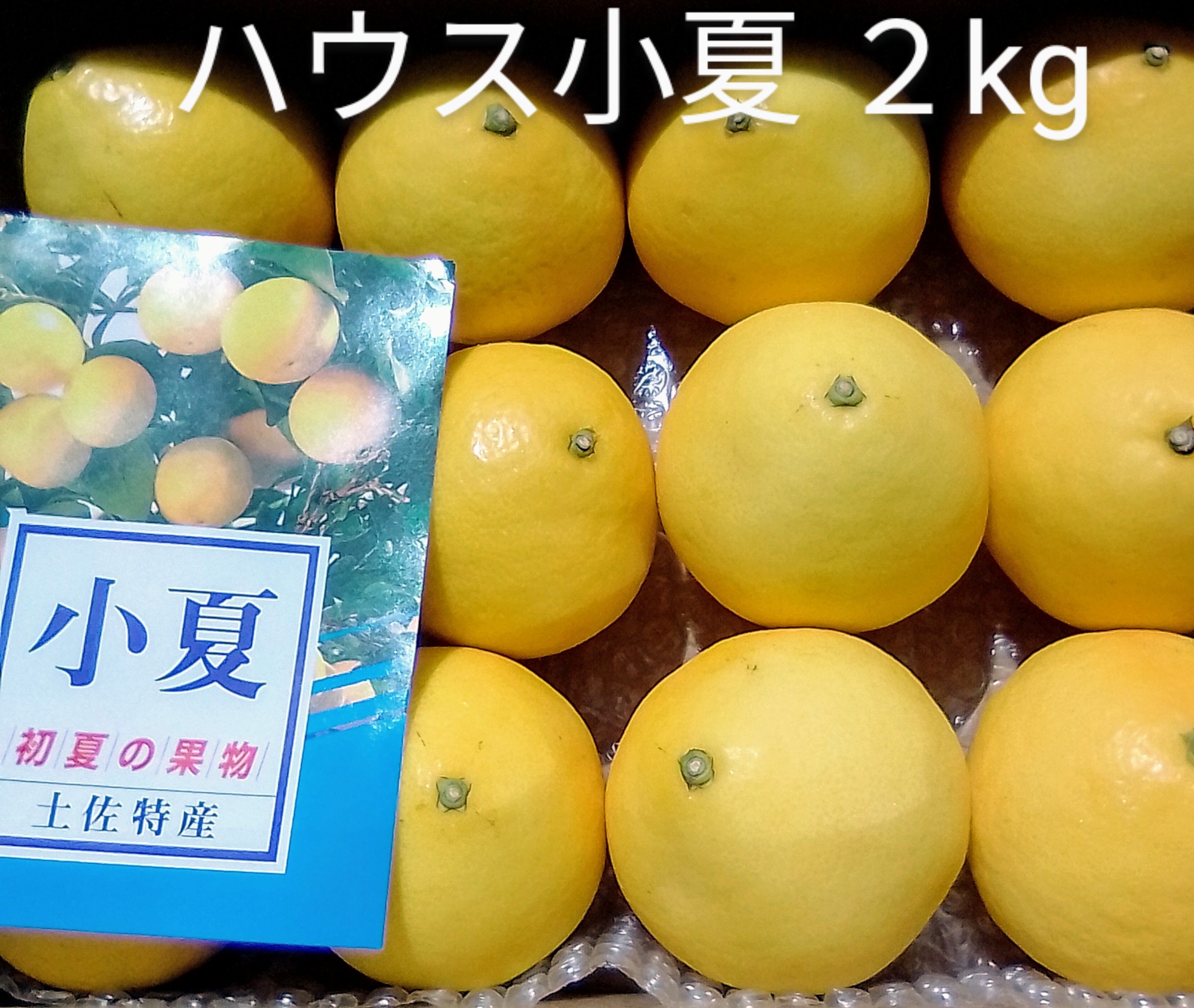 高知産　ハウス小夏　M～L　約５Kg　３０玉前後　北海道沖縄発送不可 高知産 ハウス小夏 2L 約5Kg 20玉前後 北海道沖縄発送不可の