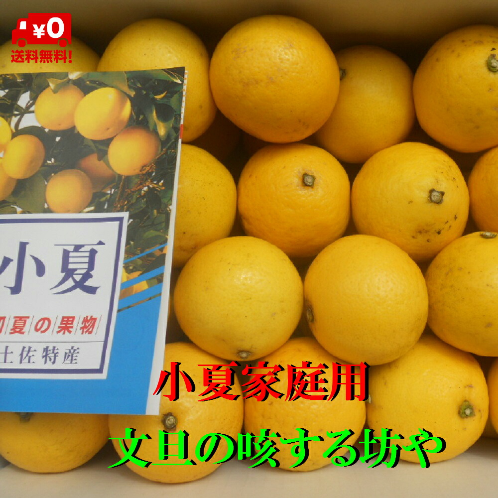 【送料無料】【約５Kg】高知産　小夏　家庭用　約５ＫｇM～Ｌサイズ　M箱又はL箱　日向夏　ただし北海道沖縄は送料１０００円（１００サイズまで）のご負担お願いします。