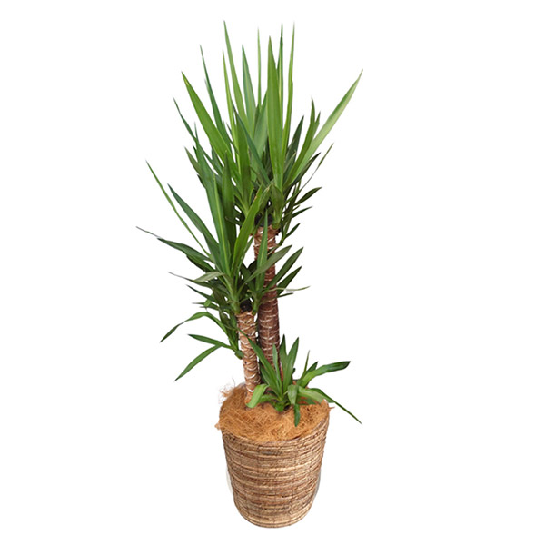 【直送】【日時指定不可】ユッカ 8号鉢 バスケット 観葉植物 おしゃれ 室内【沖縄・離島配送不可】