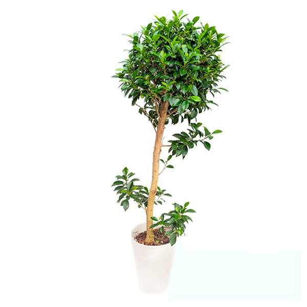 【楽天市場】【直送】【日時指定不可】フィカス ナナ 7号鉢 スタンド仕立て 観葉植物 おしゃれ 室内【沖縄・離島配送不可】：セキチュー楽天市場店