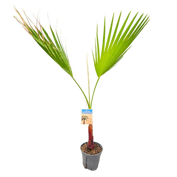 推定500本以上 ワシントンヤシの苗 安心土付き発送 halrc0110231480.jpg