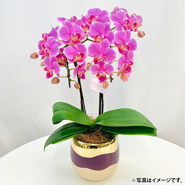 【楽天市場】【直送】【日時指定不可】welzo 胡蝶蘭 ピンク シャルネ鉢 4.5号【北海道・沖縄・離島配送不可】：セキチュー楽天市場店