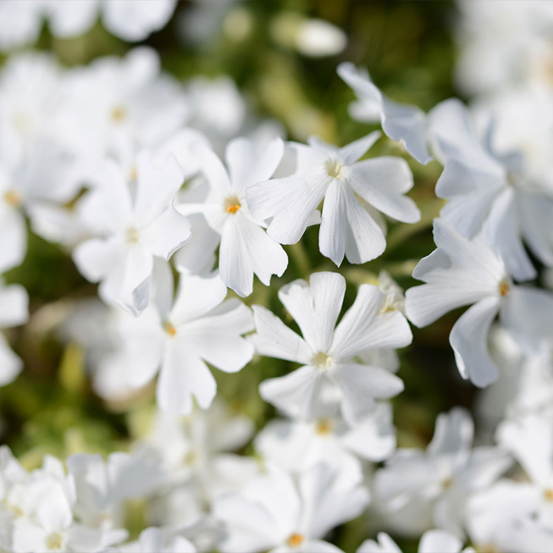 高品質 芝桜 （シバザクラ） 白いことモンブラン 9糎ポット 地べた押しかぶせる 下草 雑草打つ手 苗 草木 三重県産 関戸園芸 北海道への送りとどける代引っ張ること不可