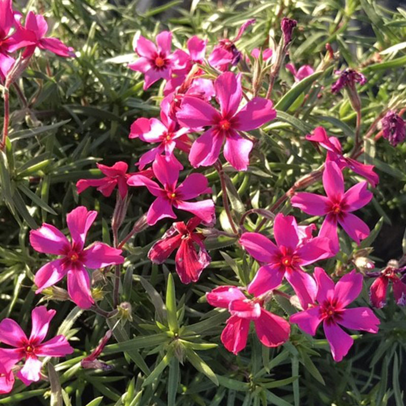 高品質 芝桜 （シバザクラ） スカーレット 9珊ポット 地びた取りまかなう 下草 雑草打つ手 苗 草木 三重県産 関戸園芸 北海道への送りとどける代引っ張ること不可