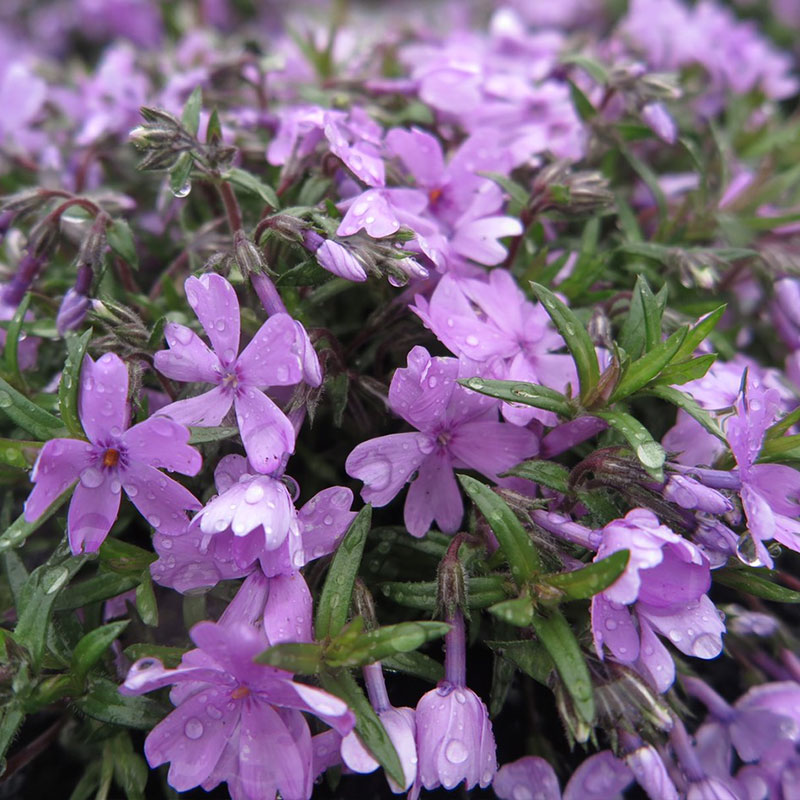 高品質 芝桜 （シバザクラ） スプラータ 9珊ポット 地びた取りまかなう 下草 雑草打つ手 苗 草木 三重県産 関戸園芸 北海道への送りとどける代引っ張ること不可