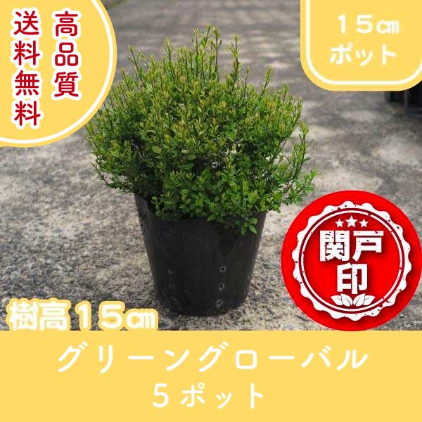 高品質 グリーングローバル プリペット ポットタイプ 15cmポット 5ポットセット 樹高15cm前後 送料無料(関東・東海・関西・北陸・信越に限り) レビューを書いて特典あり 苗木 庭木 低木 植物 関戸園芸 生垣