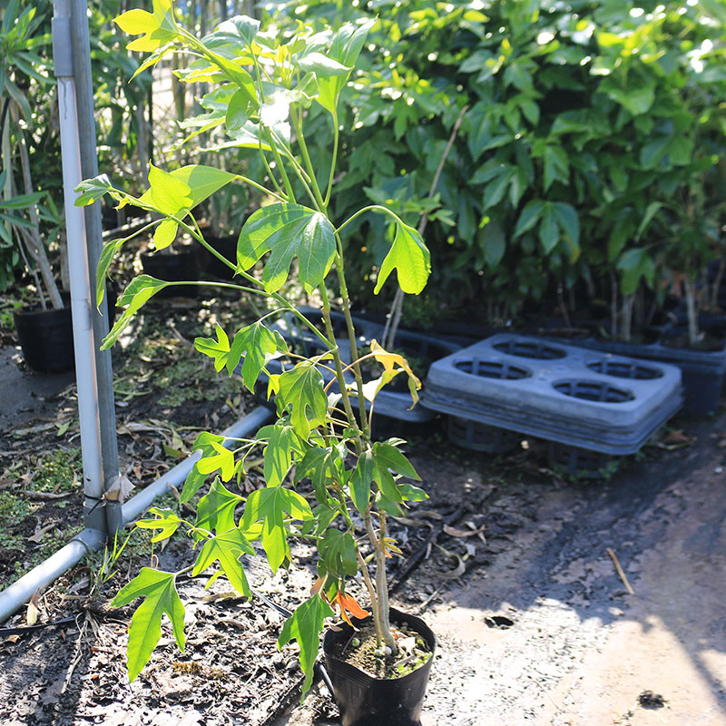 楽天市場】【カクレミノ】 5号ポット苗 : 苗木部 by 花ひろば